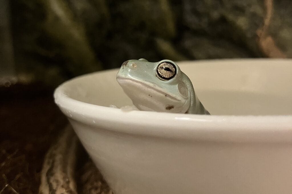 水浴びするイエアメガエル